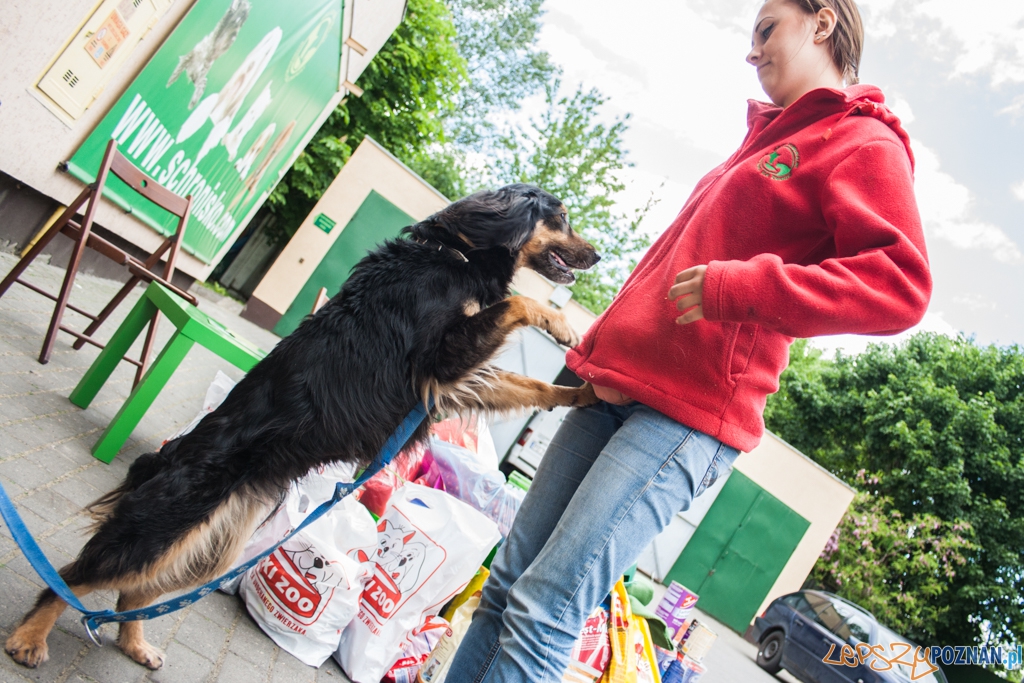 51. urodziny schroniska w Poznaniu (30.05.2015) Foto: © Karolina Kiraga 51. urodziny schroniska w Poznaniu (30.05.2015) Foto: © Karolina Kiraga