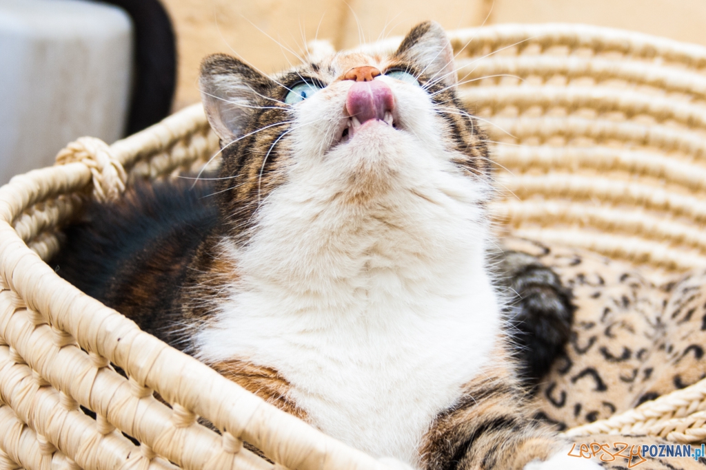 51. urodziny schroniska w Poznaniu (30.05.2015) Foto: © Karolina Kiraga 51. urodziny schroniska w Poznaniu (30.05.2015) Foto: © Karolina Kiraga