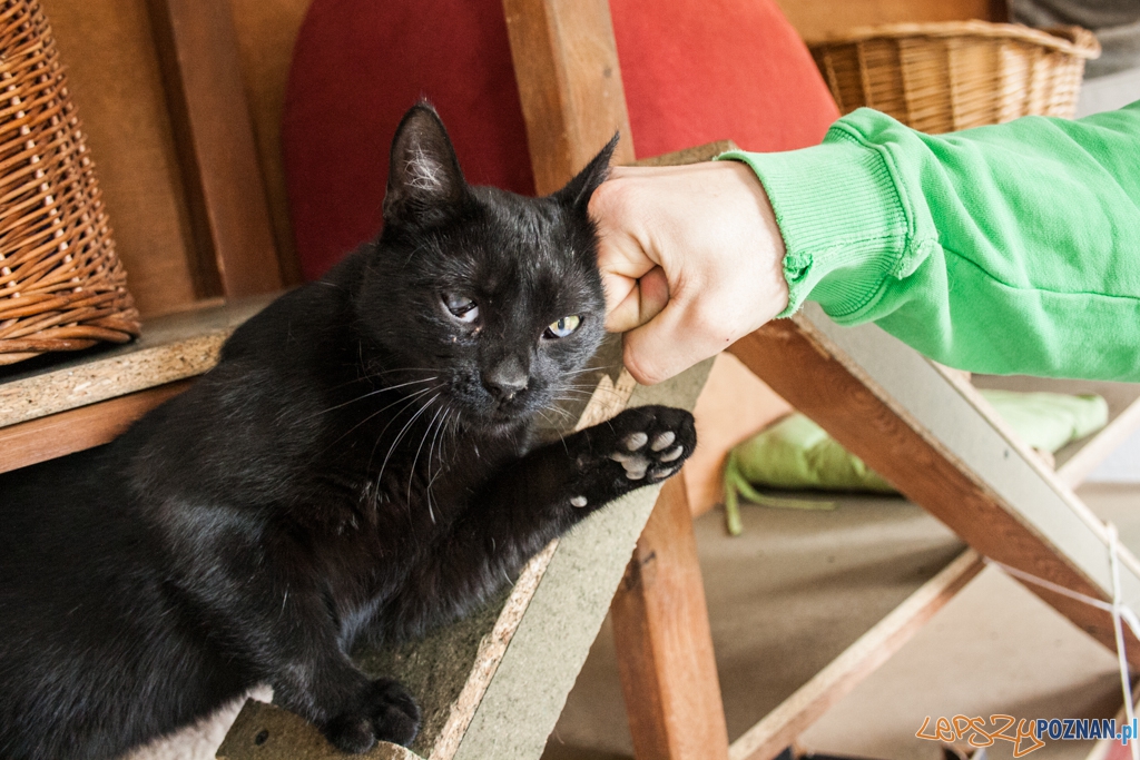 51. urodziny schroniska w Poznaniu (30.05.2015) Foto: © Karolina Kiraga 51. urodziny schroniska w Poznaniu (30.05.2015) Foto: © Karolina Kiraga