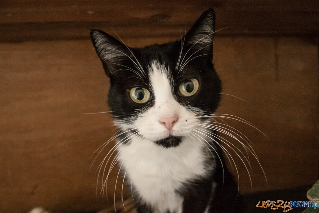 51. urodziny schroniska w Poznaniu (30.05.2015) Foto: © Karolina Kiraga 51. urodziny schroniska w Poznaniu (30.05.2015) Foto: © Karolina Kiraga