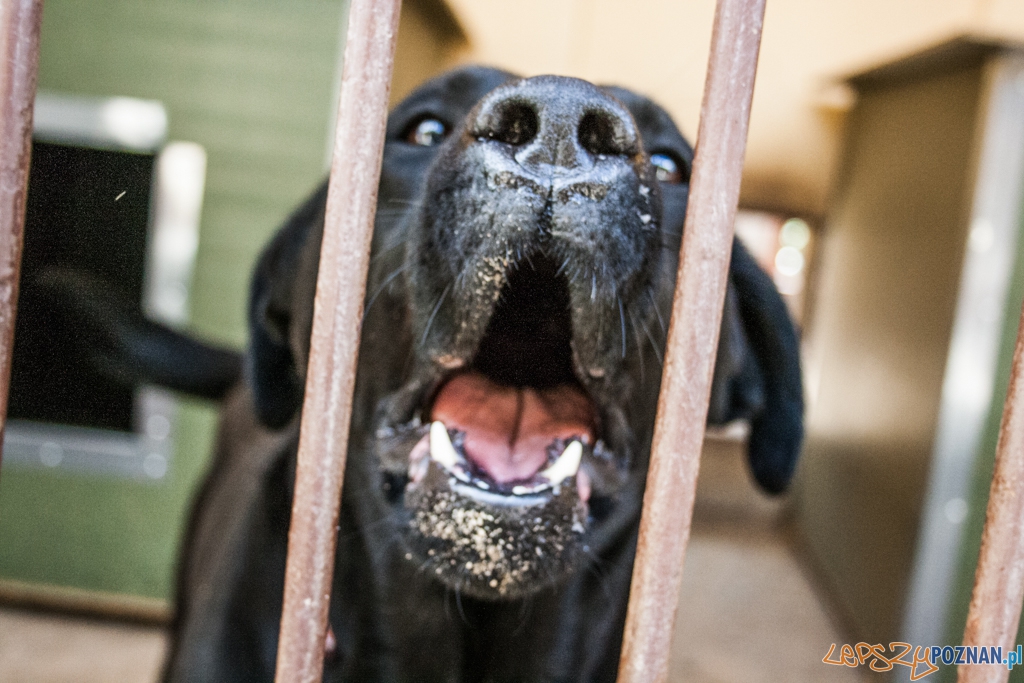 51. urodziny schroniska w Poznaniu (30.05.2015) Foto: © Karolina Kiraga 51. urodziny schroniska w Poznaniu (30.05.2015) Foto: © Karolina Kiraga