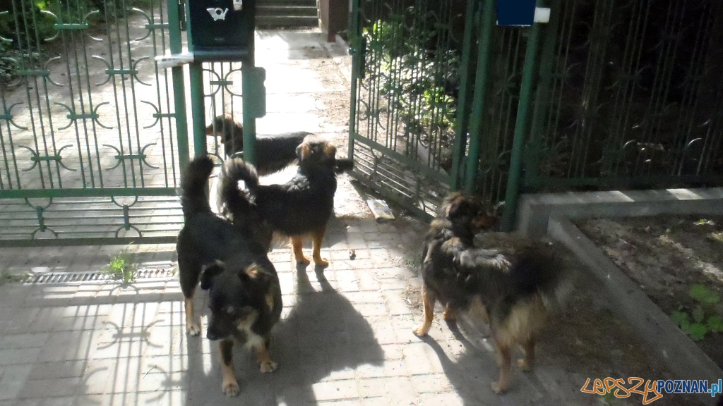 Niebezpieczna sfora na Świerczewie  Foto: Straż Miejska w Poznaniu