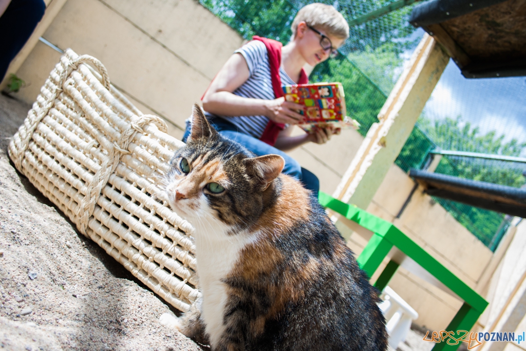 51. urodziny schroniska w Poznaniu (30.05.2015) Foto: © Karolina Kiraga 51. urodziny schroniska w Poznaniu (30.05.2015) Foto: © Karolina Kiraga