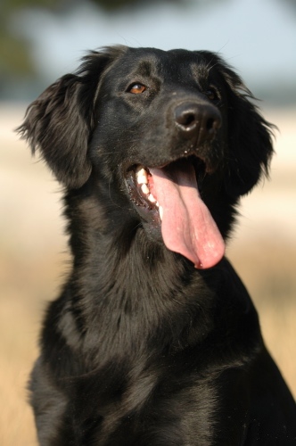 Flatcoat_retriever Foto: wikipedia Flatcoat_retriever Foto: wikipedia