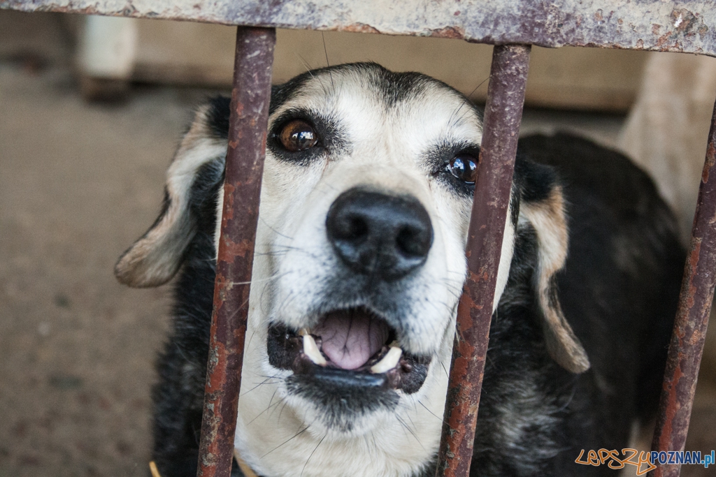 51. urodziny schroniska w Poznaniu (30.05.2015) Foto: © Karolina Kiraga 51. urodziny schroniska w Poznaniu (30.05.2015) Foto: © Karolina Kiraga