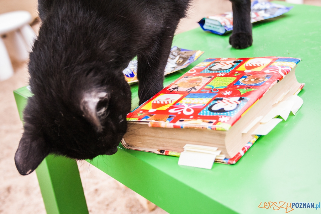 51. urodziny schroniska w Poznaniu (30.05.2015) Foto: © Karolina Kiraga 51. urodziny schroniska w Poznaniu (30.05.2015) Foto: © Karolina Kiraga