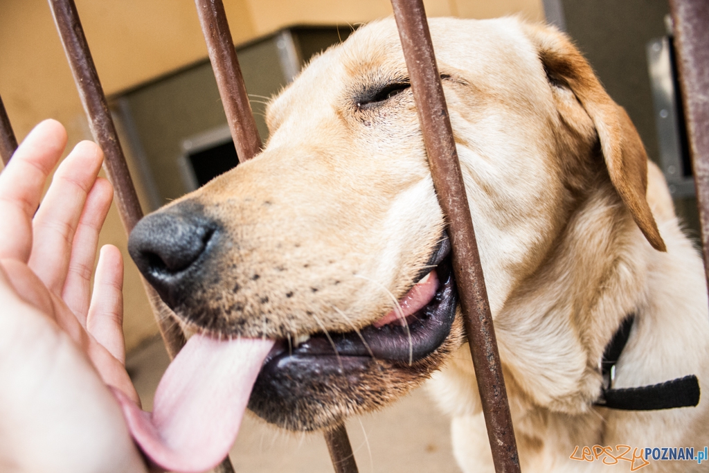 51. urodziny schroniska w Poznaniu (30.05.2015) Foto: © Karolina Kiraga 51. urodziny schroniska w Poznaniu (30.05.2015) Foto: © Karolina Kiraga