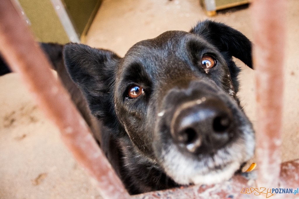 51. urodziny schroniska w Poznaniu (30.05.2015) Foto: © Karolina Kiraga 51. urodziny schroniska w Poznaniu (30.05.2015) Foto: © Karolina Kiraga
