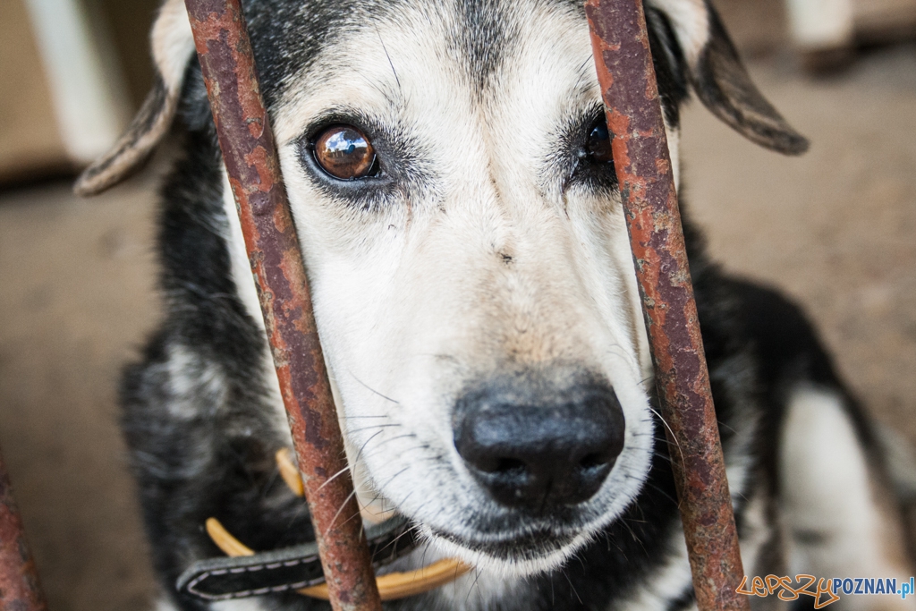 51. urodziny schroniska w Poznaniu (30.05.2015) Foto: © Karolina Kiraga 51. urodziny schroniska w Poznaniu (30.05.2015) Foto: © Karolina Kiraga