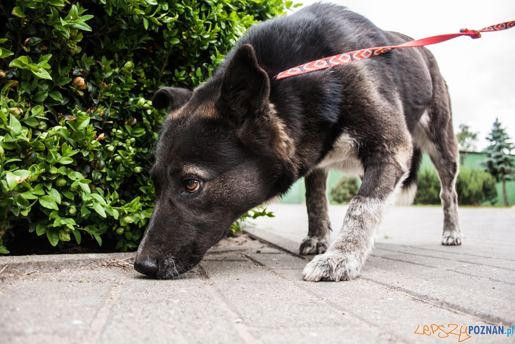 51. urodziny schroniska w Poznaniu (30.05.2015) Foto: © Karolina Kiraga 51. urodziny schroniska w Poznaniu (30.05.2015) Foto: © Karolina Kiraga