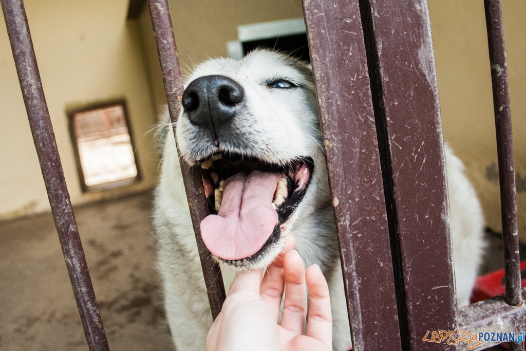 51. urodziny schroniska w Poznaniu (30.05.2015) Foto: © Karolina Kiraga 51. urodziny schroniska w Poznaniu (30.05.2015) Foto: © Karolina Kiraga