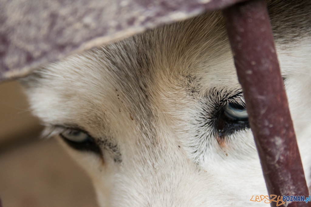 51. urodziny schroniska w Poznaniu (30.05.2015) Foto: © Karolina Kiraga 51. urodziny schroniska w Poznaniu (30.05.2015) Foto: © Karolina Kiraga