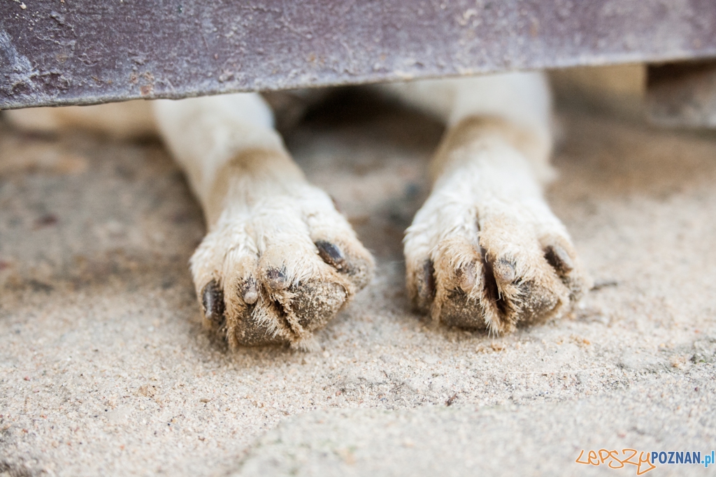 51. urodziny schroniska w Poznaniu (30.05.2015) Foto: © Karolina Kiraga 51. urodziny schroniska w Poznaniu (30.05.2015) Foto: © Karolina Kiraga