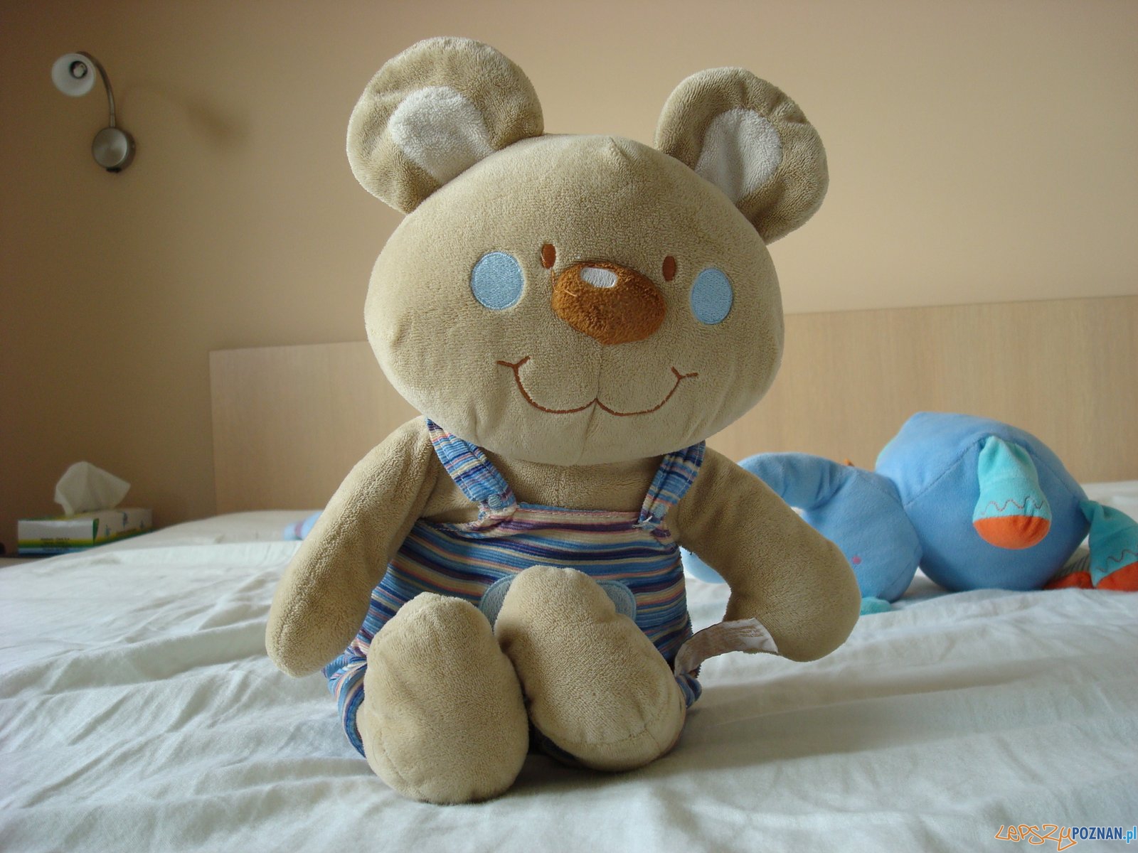 Zaginiony Miś Jagody Foto: Zaginiony Miś Jagody Foto: