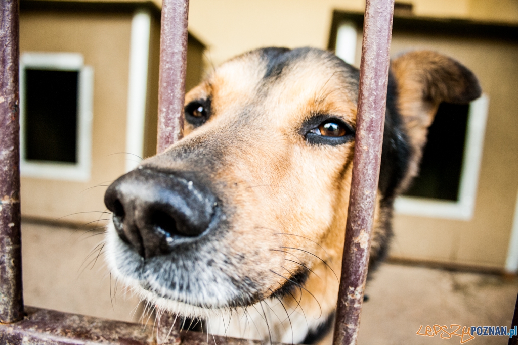 51. urodziny schroniska w Poznaniu (30.05.2015) Foto: © Karolina Kiraga 51. urodziny schroniska w Poznaniu (30.05.2015) Foto: © Karolina Kiraga