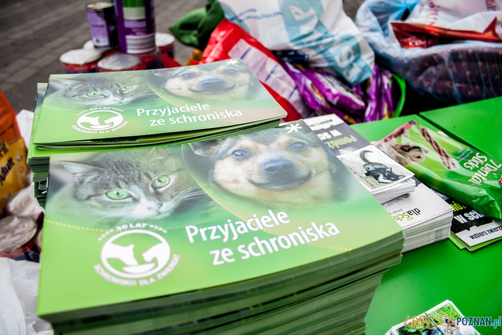 51. urodziny schroniska w Poznaniu (30.05.2015) Foto: © Karolina Kiraga 51. urodziny schroniska w Poznaniu (30.05.2015) Foto: © Karolina Kiraga