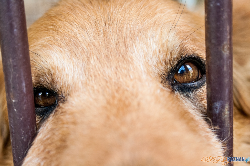 51. urodziny schroniska w Poznaniu (30.05.2015) Foto: © Karolina Kiraga 51. urodziny schroniska w Poznaniu (30.05.2015) Foto: © Karolina Kiraga