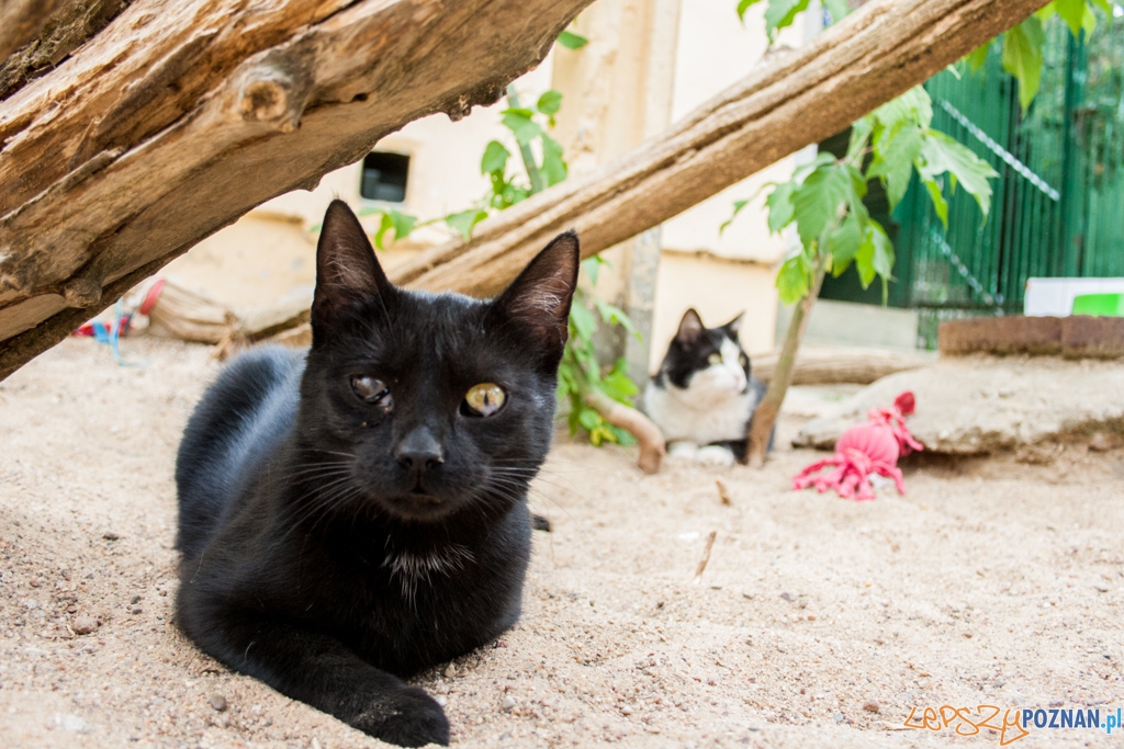 51. urodziny schroniska w Poznaniu (30.05.2015) Foto: © Karolina Kiraga 51. urodziny schroniska w Poznaniu (30.05.2015) Foto: © Karolina Kiraga