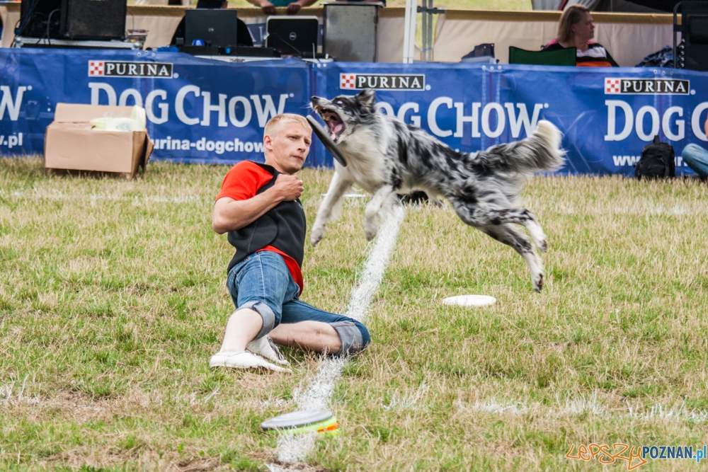 Dog Chow Disc Cup (27.06.2015) Cytadela Foto: © lepszyPOZNAN.pl / Karolina Kiraga Dog Chow Disc Cup (27.06.2015) Cytadela Foto: © lepszyPOZNAN.pl / Karolina Kiraga