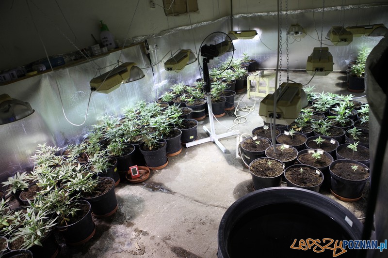 Wiózł trefny tytoń, w domu hodował konopie indyjskie Foto: KW Policji w Poznaniu Wiózł trefny tytoń, w domu hodował konopie indyjskie Foto: KW Policji w Poznaniu