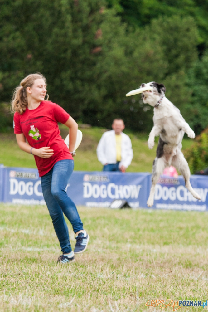 Dog Chow Disc Cup (27.06.2015) Cytadela Foto: © lepszyPOZNAN.pl / Karolina Kiraga Dog Chow Disc Cup (27.06.2015) Cytadela Foto: © lepszyPOZNAN.pl / Karolina Kiraga