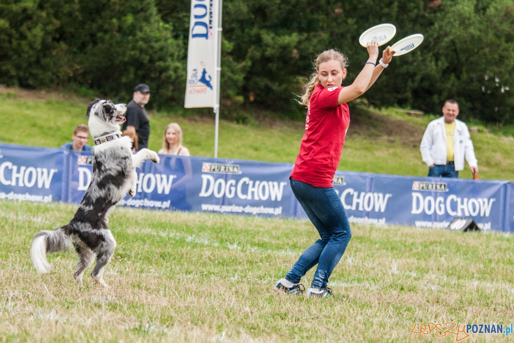 Dog Chow Disc Cup (27.06.2015) Cytadela Foto: © lepszyPOZNAN.pl / Karolina Kiraga Dog Chow Disc Cup (27.06.2015) Cytadela Foto: © lepszyPOZNAN.pl / Karolina Kiraga