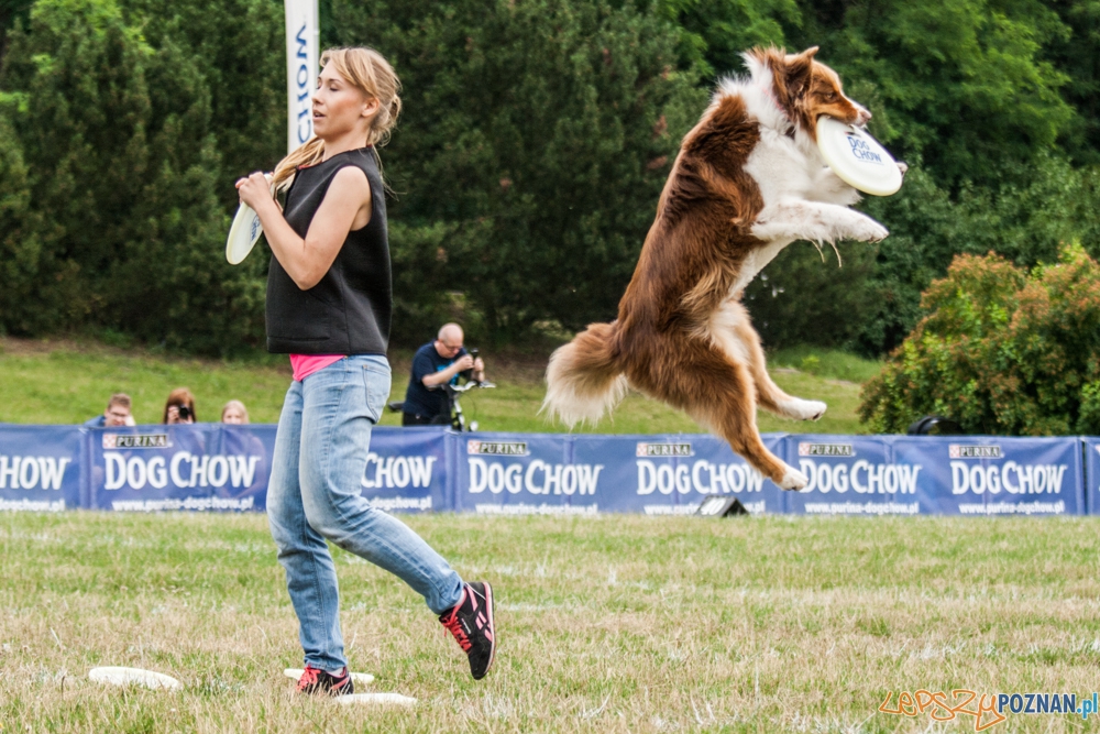 Dog Chow Disc Cup (27.06.2015) Cytadela Foto: © lepszyPOZNAN.pl / Karolina Kiraga Dog Chow Disc Cup (27.06.2015) Cytadela Foto: © lepszyPOZNAN.pl / Karolina Kiraga