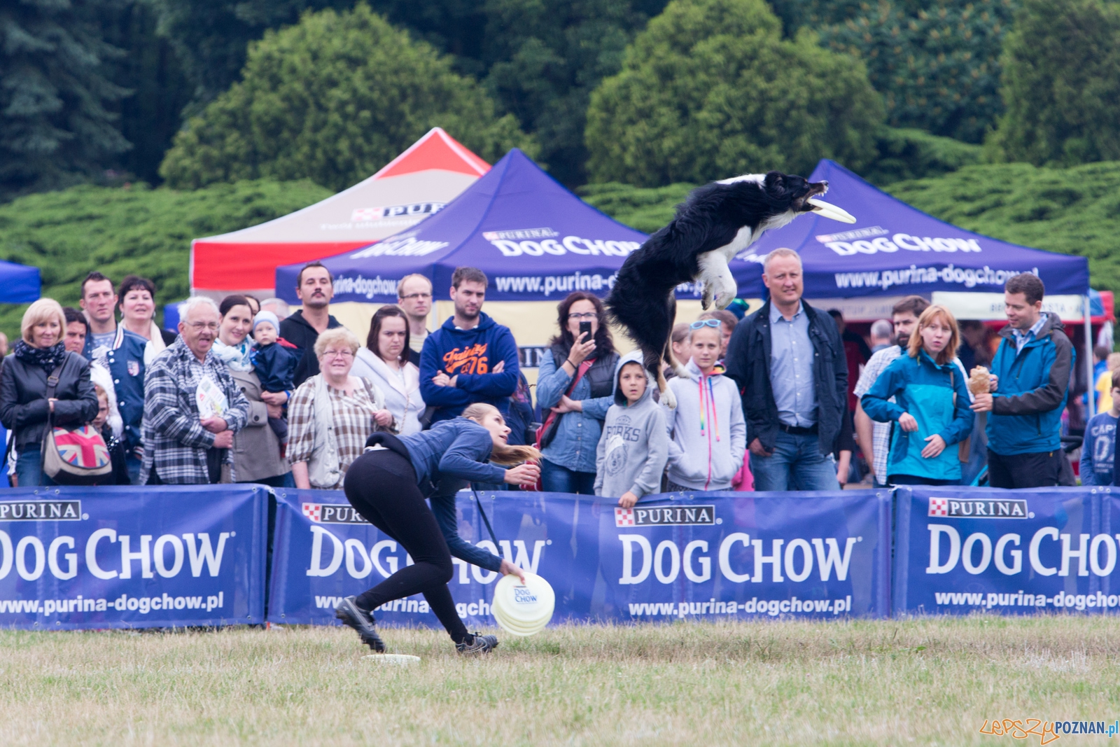 Dog Chow Disc Cup 2015 Foto: lepszyPOZNAN.pl / Piotr Rychter Dog Chow Disc Cup 2015 Foto: lepszyPOZNAN.pl / Piotr Rychter