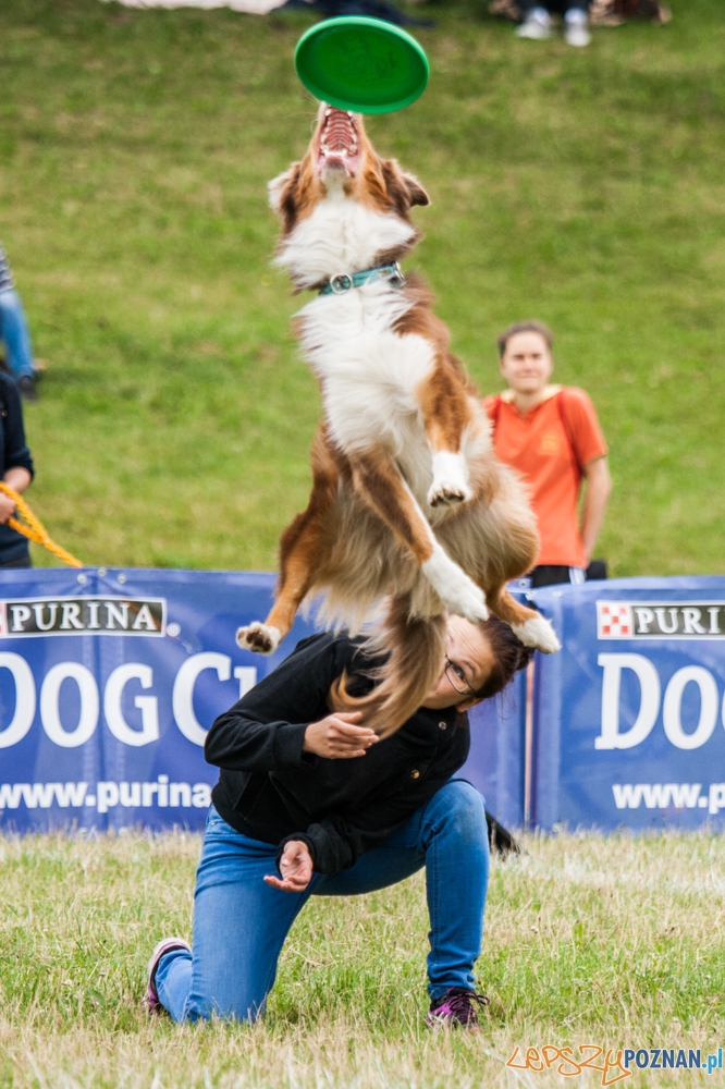 Dog Chow Disc Cup (27.06.2015) Cytadela Foto: © lepszyPOZNAN.pl / Karolina Kiraga Dog Chow Disc Cup (27.06.2015) Cytadela Foto: © lepszyPOZNAN.pl / Karolina Kiraga