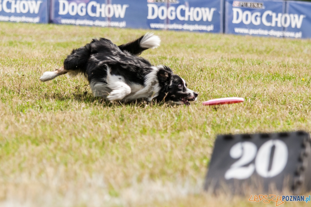 Dog Chow Disc Cup (27.06.2015) Cytadela Foto: © lepszyPOZNAN.pl / Karolina Kiraga Dog Chow Disc Cup (27.06.2015) Cytadela Foto: © lepszyPOZNAN.pl / Karolina Kiraga