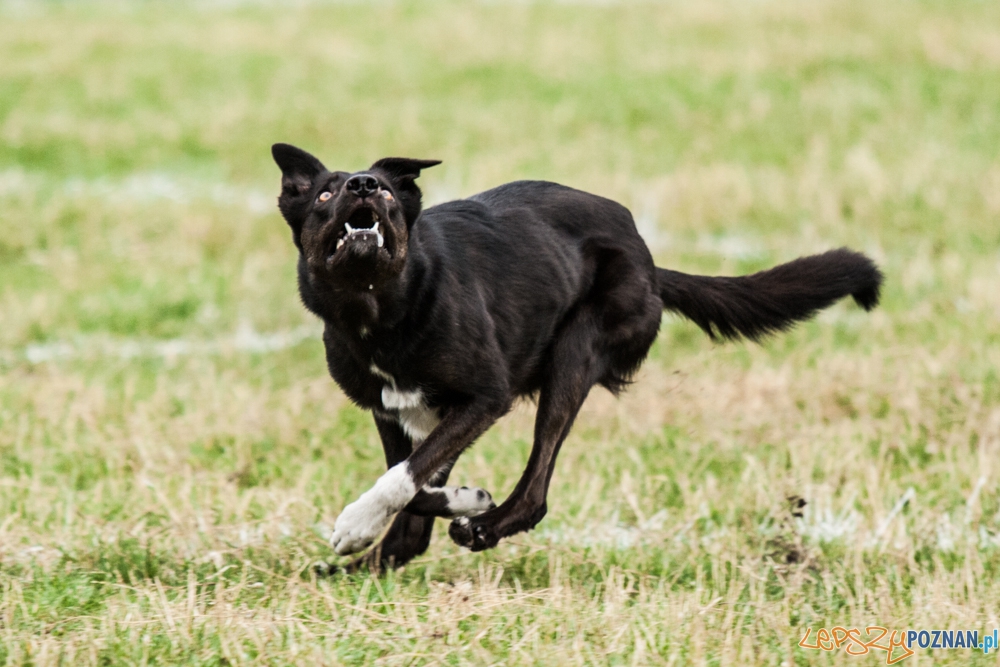 Dog Chow Disc Cup (27.06.2015) Cytadela Foto: © lepszyPOZNAN.pl / Karolina Kiraga Dog Chow Disc Cup (27.06.2015) Cytadela Foto: © lepszyPOZNAN.pl / Karolina Kiraga
