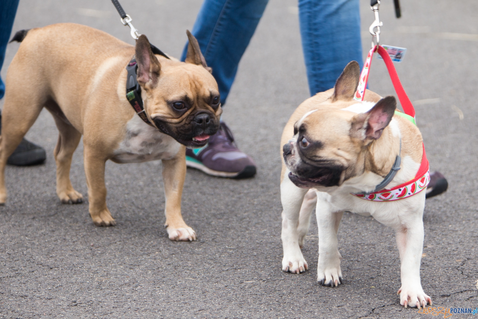 Dog Chow Disc Cup 2015 Foto: lepszyPOZNAN.pl / Piotr Rychter Dog Chow Disc Cup 2015 Foto: lepszyPOZNAN.pl / Piotr Rychter