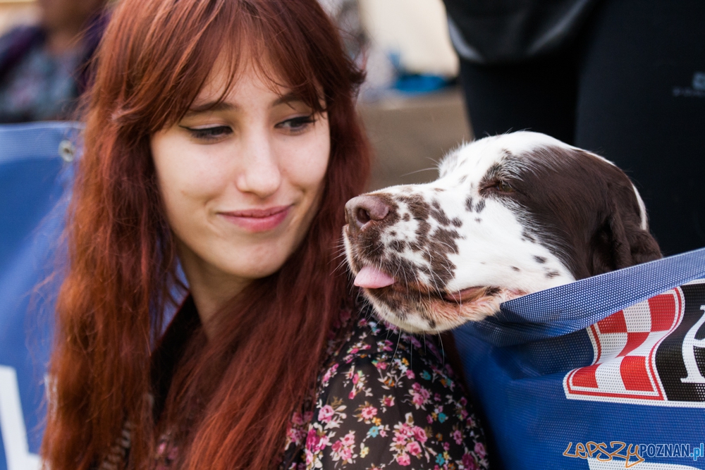 Dog Chow Disc Cup (27.06.2015) Cytadela Foto: © lepszyPOZNAN.pl / Karolina Kiraga Dog Chow Disc Cup (27.06.2015) Cytadela Foto: © lepszyPOZNAN.pl / Karolina Kiraga