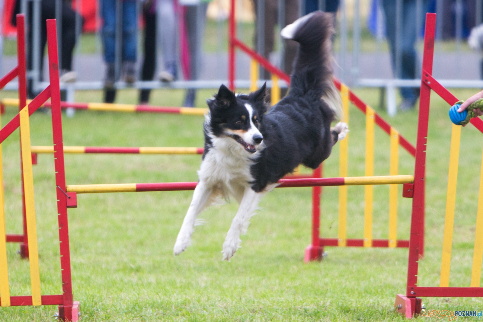 Dog Chow Disc Cup 2015 Foto: lepszyPOZNAN.pl / Piotr Rychter Dog Chow Disc Cup 2015 Foto: lepszyPOZNAN.pl / Piotr Rychter