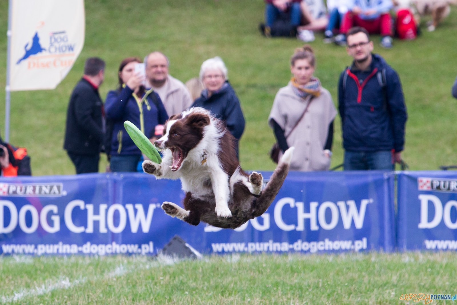 Dog Chow Disc Cup 2015 Foto: lepszyPOZNAN.pl / Piotr Rychter Dog Chow Disc Cup 2015 Foto: lepszyPOZNAN.pl / Piotr Rychter