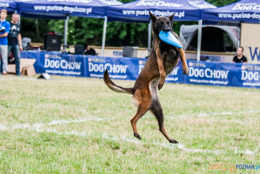 Dog Chow Disc Cup (27.06.2015) Cytadela Foto: © lepszyPOZNAN.pl / Karolina Kiraga Dog Chow Disc Cup (27.06.2015) Cytadela Foto: © lepszyPOZNAN.pl / Karolina Kiraga