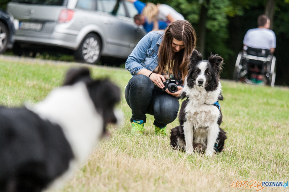 Dog Chow Disc Cup (27.06.2015) Cytadela Foto: © lepszyPOZNAN.pl / Karolina Kiraga Dog Chow Disc Cup (27.06.2015) Cytadela Foto: © lepszyPOZNAN.pl / Karolina Kiraga