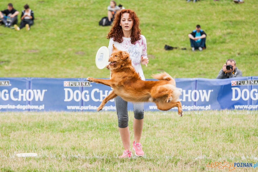 Dog Chow Disc Cup (27.06.2015) Cytadela Foto: © lepszyPOZNAN.pl / Karolina Kiraga Dog Chow Disc Cup (27.06.2015) Cytadela Foto: © lepszyPOZNAN.pl / Karolina Kiraga