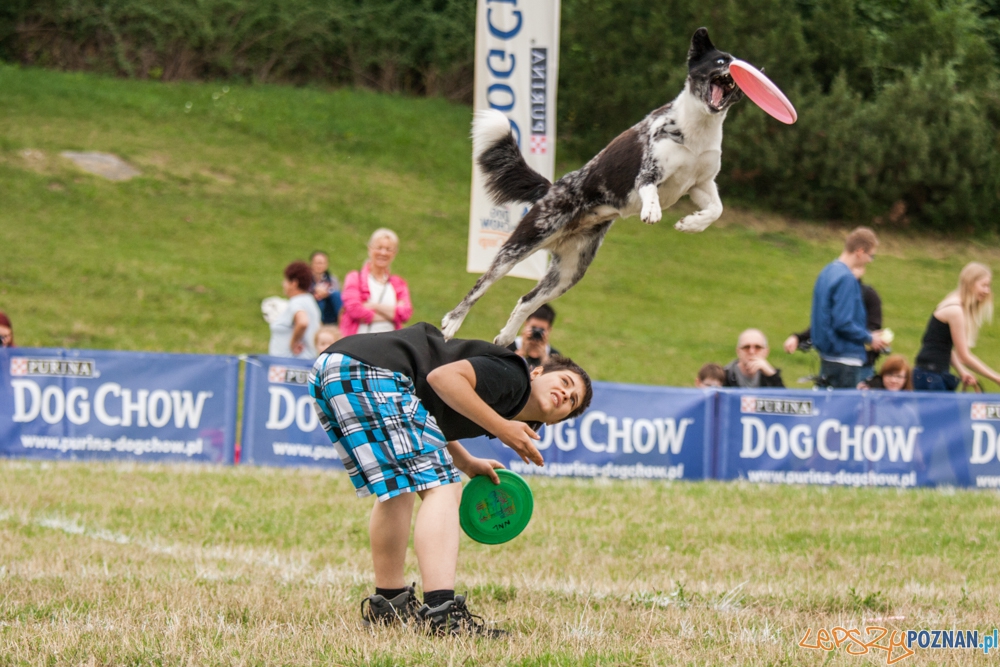 Dog Chow Disc Cup (27.06.2015) Cytadela Foto: © lepszyPOZNAN.pl / Karolina Kiraga Dog Chow Disc Cup (27.06.2015) Cytadela Foto: © lepszyPOZNAN.pl / Karolina Kiraga