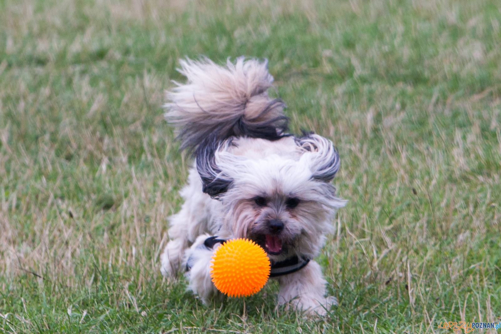 Dog Chow Disc Cup 2015 Foto: lepszyPOZNAN.pl / Piotr Rychter Dog Chow Disc Cup 2015 Foto: lepszyPOZNAN.pl / Piotr Rychter
