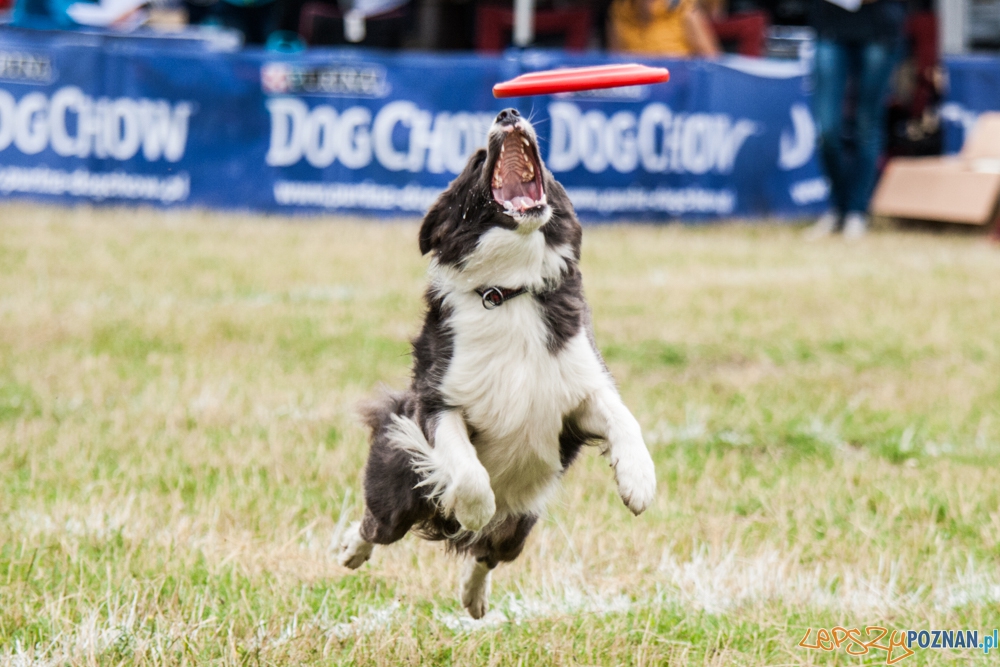 Dog Chow Disc Cup (27.06.2015) Cytadela Foto: © lepszyPOZNAN.pl / Karolina Kiraga Dog Chow Disc Cup (27.06.2015) Cytadela Foto: © lepszyPOZNAN.pl / Karolina Kiraga