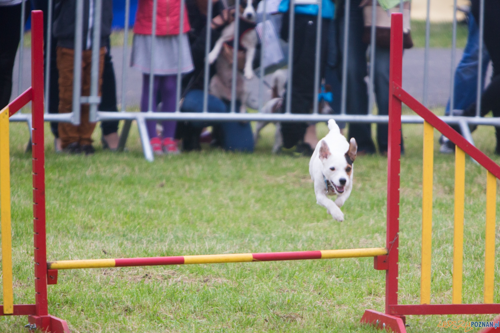 Dog Chow Disc Cup 2015 Foto: lepszyPOZNAN.pl / Piotr Rychter Dog Chow Disc Cup 2015 Foto: lepszyPOZNAN.pl / Piotr Rychter