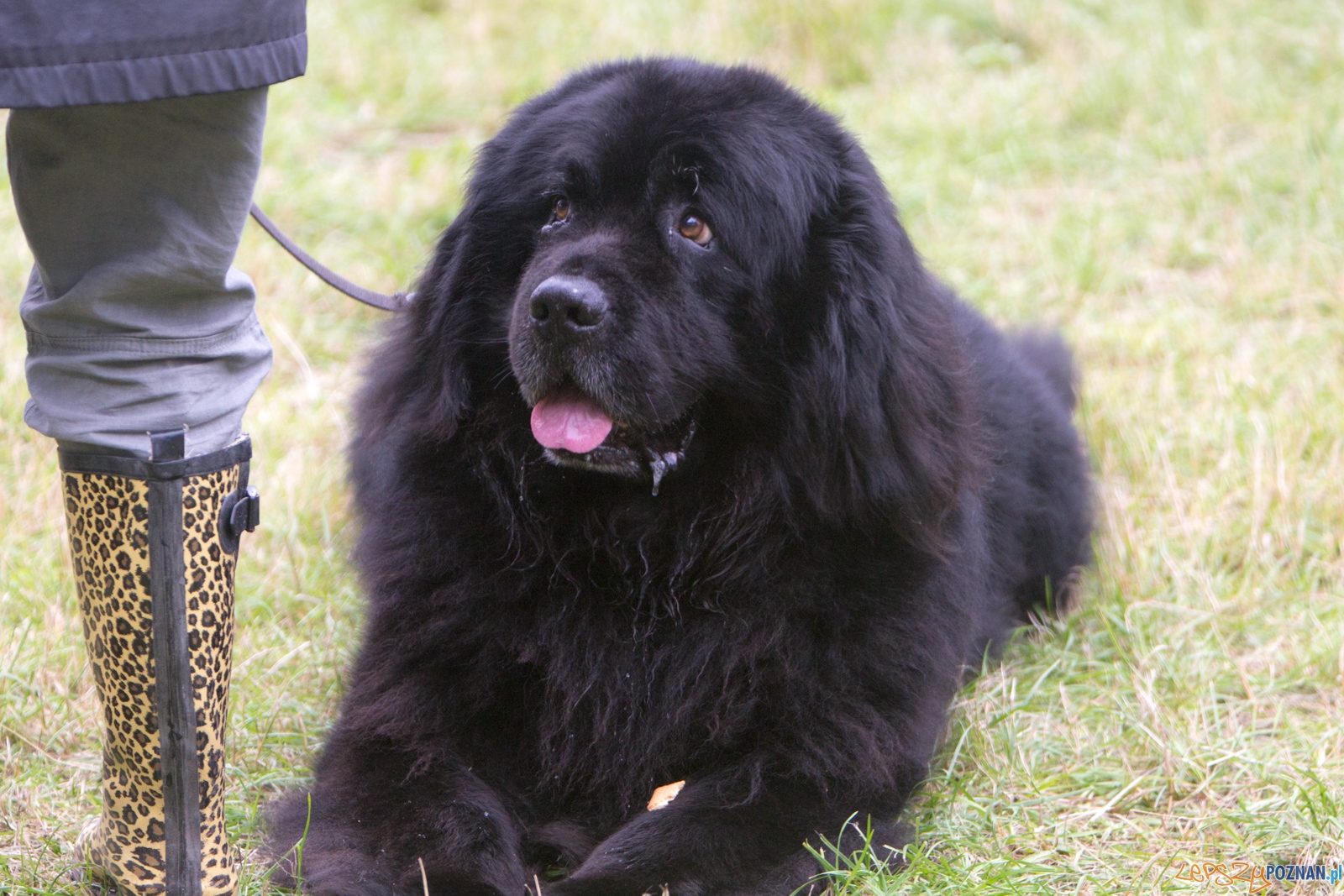 Dog Chow Disc Cup 2015 Foto: lepszyPOZNAN.pl / Piotr Rychter Dog Chow Disc Cup 2015 Foto: lepszyPOZNAN.pl / Piotr Rychter
