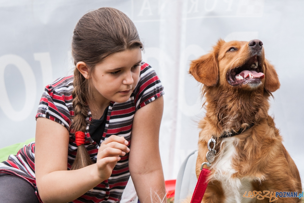Dog Chow Disc Cup (27.06.2015) Cytadela Foto: © lepszyPOZNAN.pl / Karolina Kiraga Dog Chow Disc Cup (27.06.2015) Cytadela Foto: © lepszyPOZNAN.pl / Karolina Kiraga