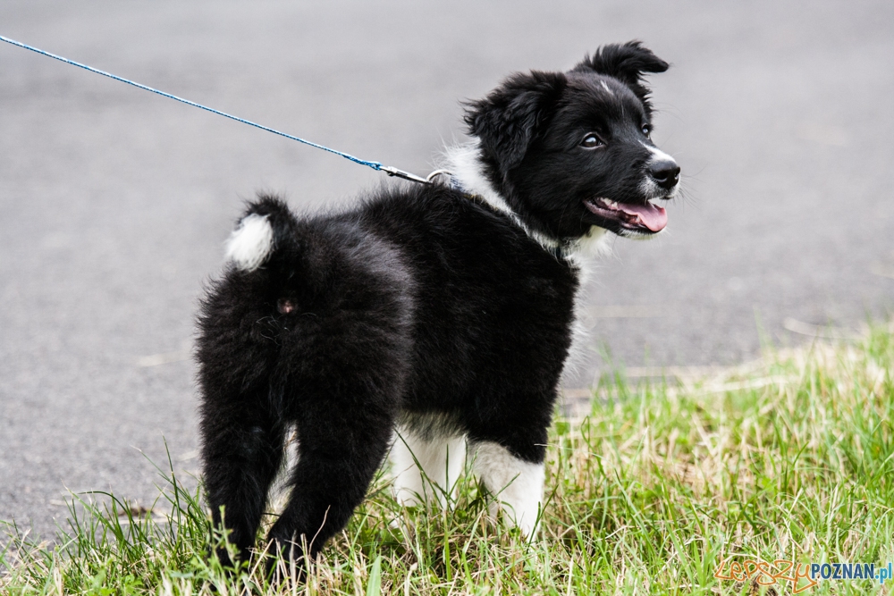 Dog Chow Disc Cup (27.06.2015) Cytadela Foto: © lepszyPOZNAN.pl / Karolina Kiraga Dog Chow Disc Cup (27.06.2015) Cytadela Foto: © lepszyPOZNAN.pl / Karolina Kiraga