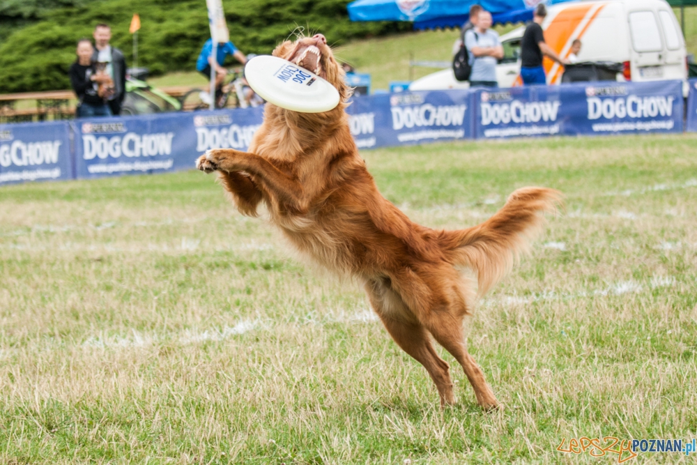 Dog Chow Disc Cup (27.06.2015) Cytadela Foto: © lepszyPOZNAN.pl / Karolina Kiraga Dog Chow Disc Cup (27.06.2015) Cytadela Foto: © lepszyPOZNAN.pl / Karolina Kiraga