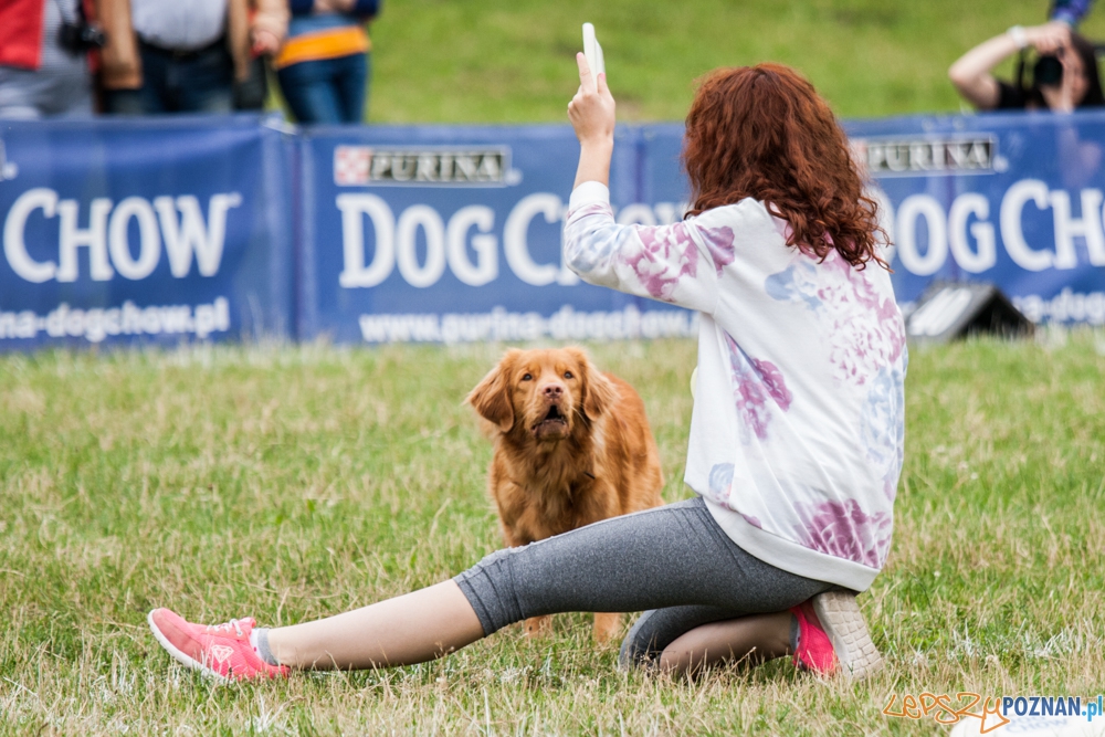 Dog Chow Disc Cup (27.06.2015) Cytadela Foto: © lepszyPOZNAN.pl / Karolina Kiraga Dog Chow Disc Cup (27.06.2015) Cytadela Foto: © lepszyPOZNAN.pl / Karolina Kiraga