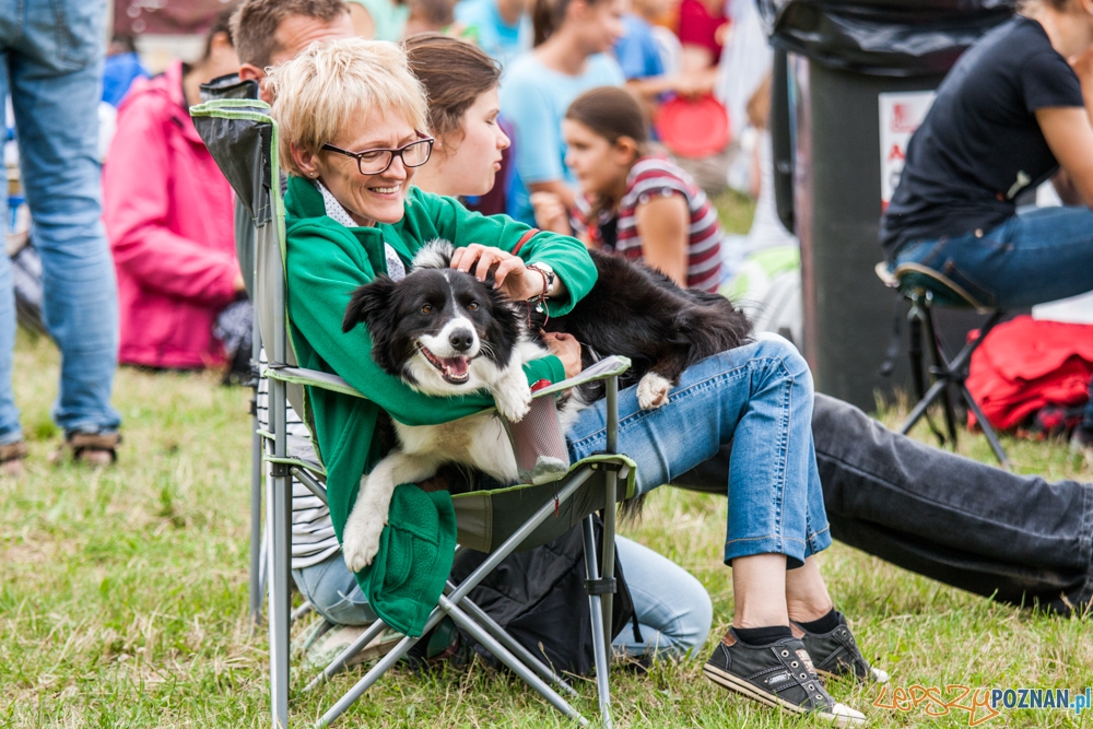 Dog Chow Disc Cup (27.06.2015) Cytadela Foto: © lepszyPOZNAN.pl / Karolina Kiraga Dog Chow Disc Cup (27.06.2015) Cytadela Foto: © lepszyPOZNAN.pl / Karolina Kiraga