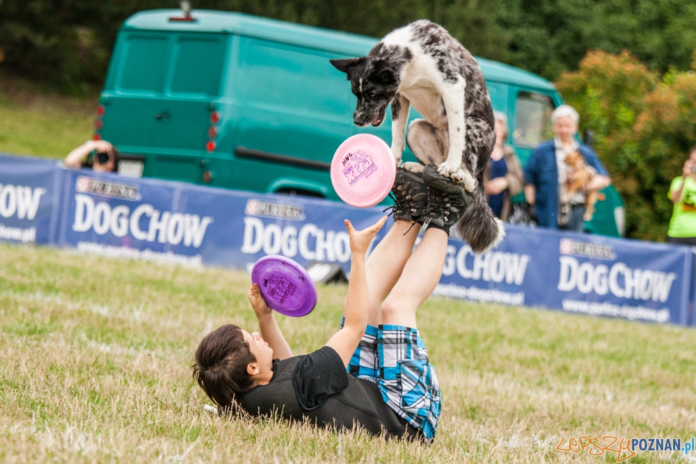 Dog Chow Disc Cup (27.06.2015) Cytadela Foto: © lepszyPOZNAN.pl / Karolina Kiraga Dog Chow Disc Cup (27.06.2015) Cytadela Foto: © lepszyPOZNAN.pl / Karolina Kiraga