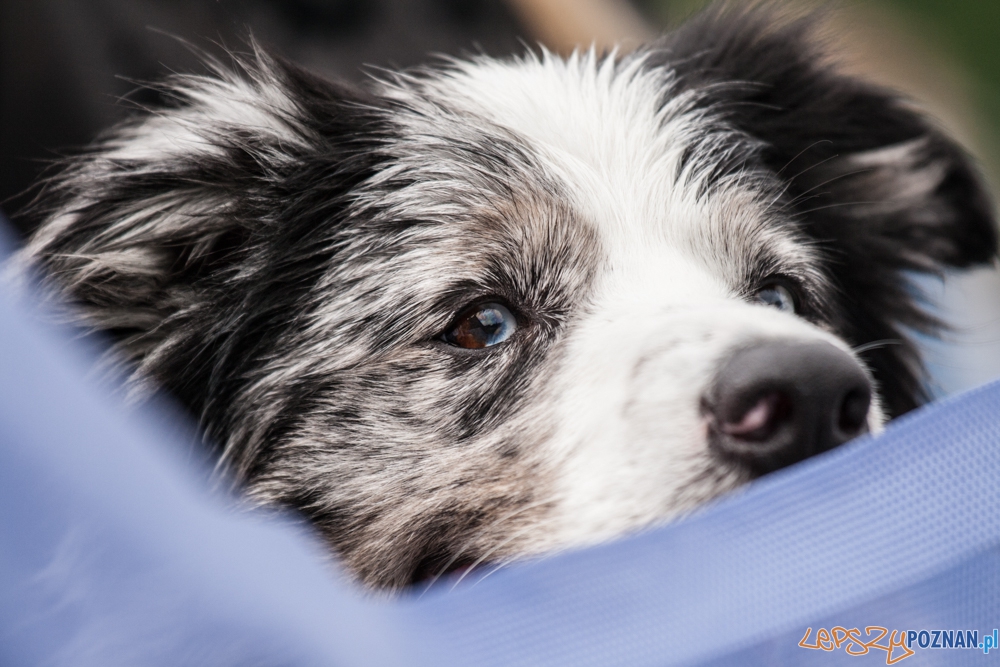 Dog Chow Disc Cup (27.06.2015) Cytadela Foto: © lepszyPOZNAN.pl / Karolina Kiraga Dog Chow Disc Cup (27.06.2015) Cytadela Foto: © lepszyPOZNAN.pl / Karolina Kiraga